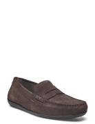 U Ascanio C Loafers Flade Sko Brown GEOX