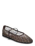Mash Balerina Ballerinasko Ballerinaer Brown Steve Madden